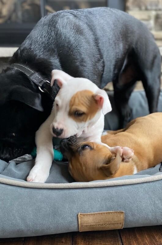 Gwen, a Adoptable mixed breed in Alma, WI image 5/6