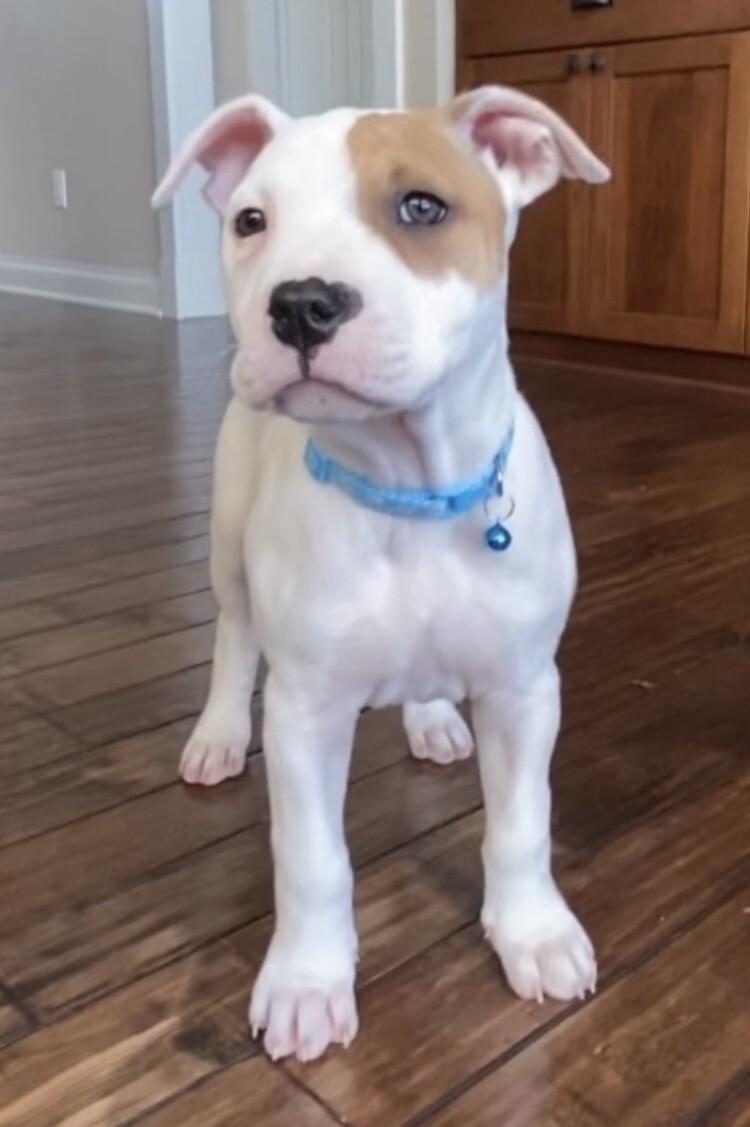 Gwen, a Adoptable mixed breed in Alma, WI image 6/6