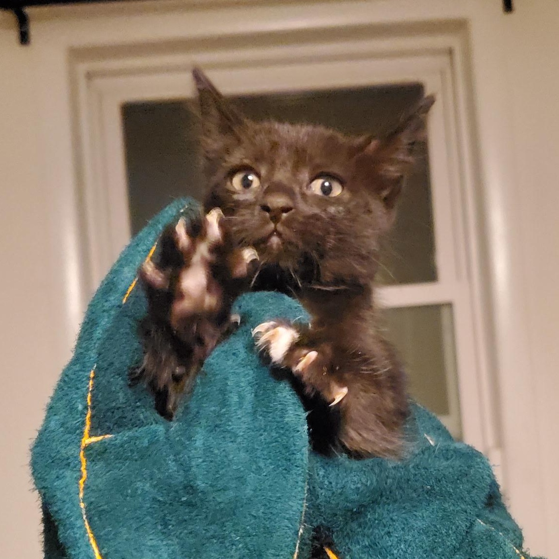 Raven, ADOPTABLE, Young Female Domestic Short Hair.