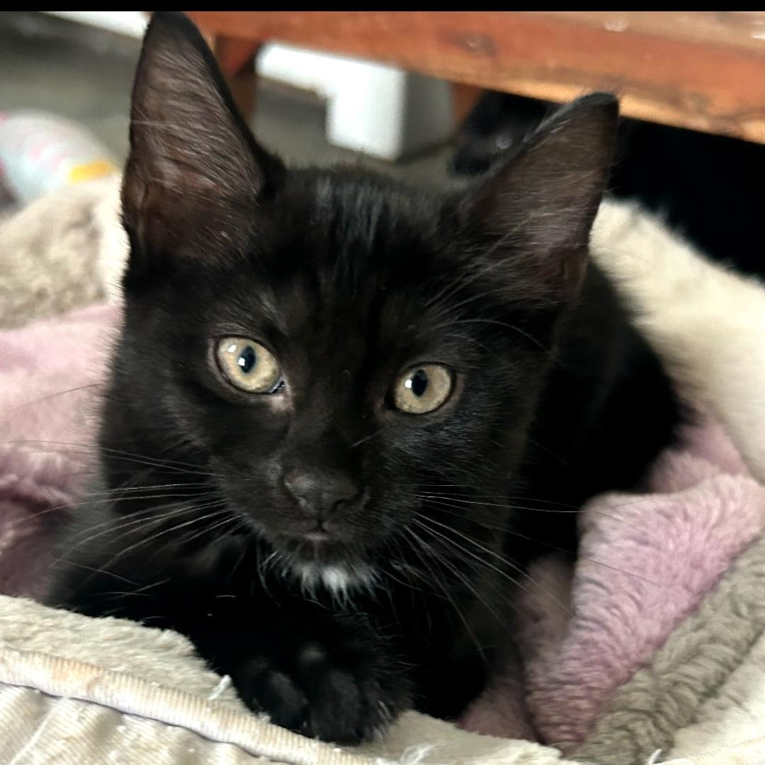 Raven, a ADOPTABLE Domestic Short Hair in Maple Shade, NJ image 2/5