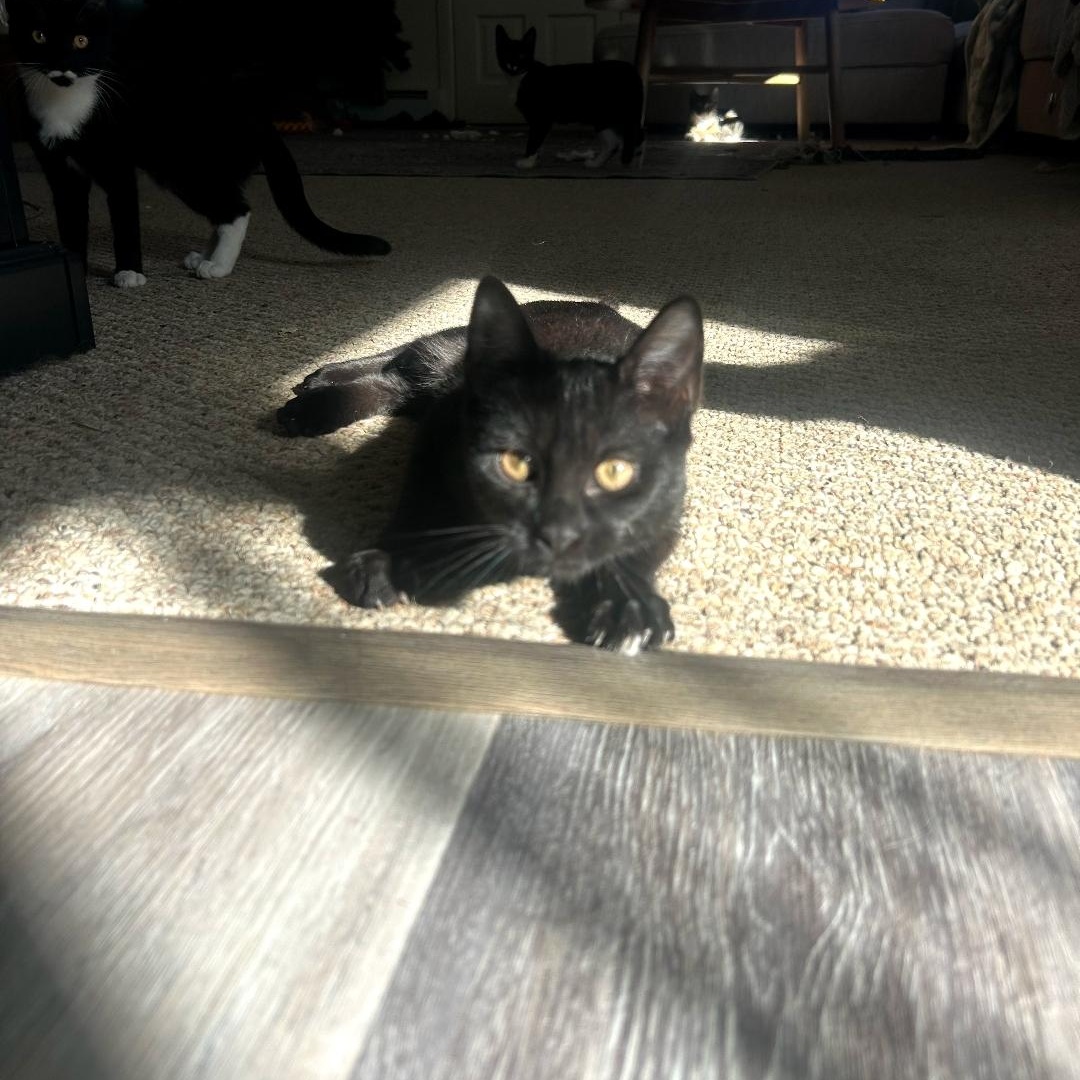 Raven, a ADOPTABLE Domestic Short Hair in Maple Shade, NJ image 3/5