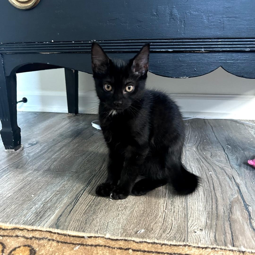 Raven, a ADOPTABLE Domestic Short Hair in Maple Shade, NJ image 4/5