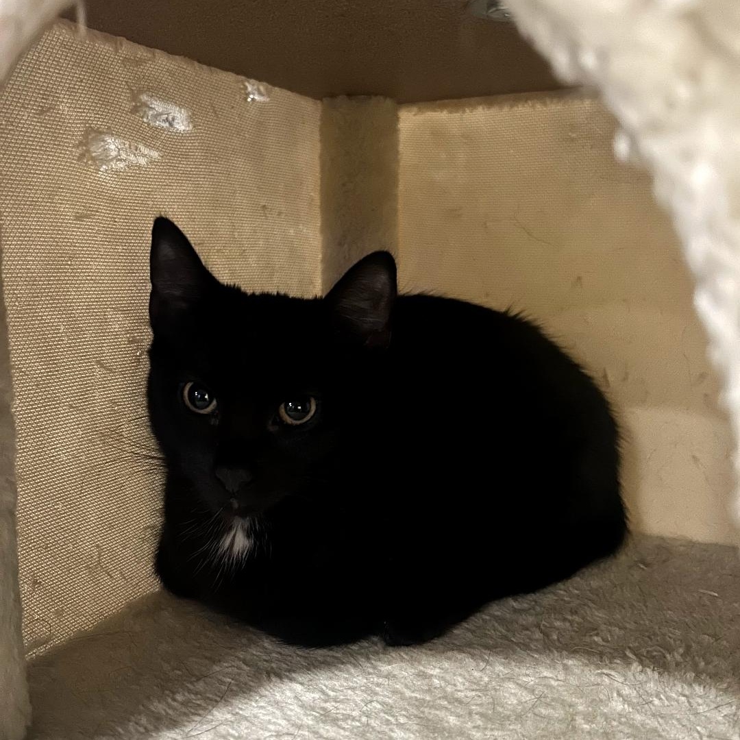 Raven, a ADOPTABLE Domestic Short Hair in Maple Shade, NJ image 5/5