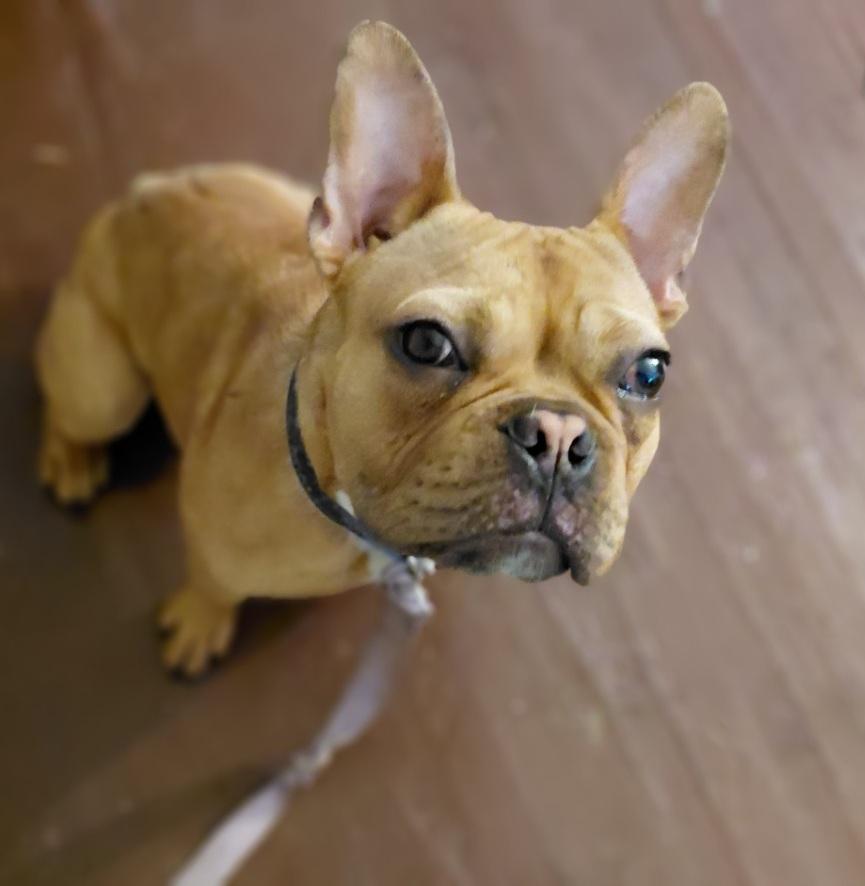 Enlarge Parker (FKA Leroy), an adoptable mixed breed in Orlando, FL image 1/6