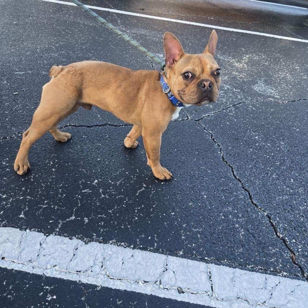 Enlarge Parker (FKA Leroy), an adoptable mixed breed in Orlando, FL image 3/6