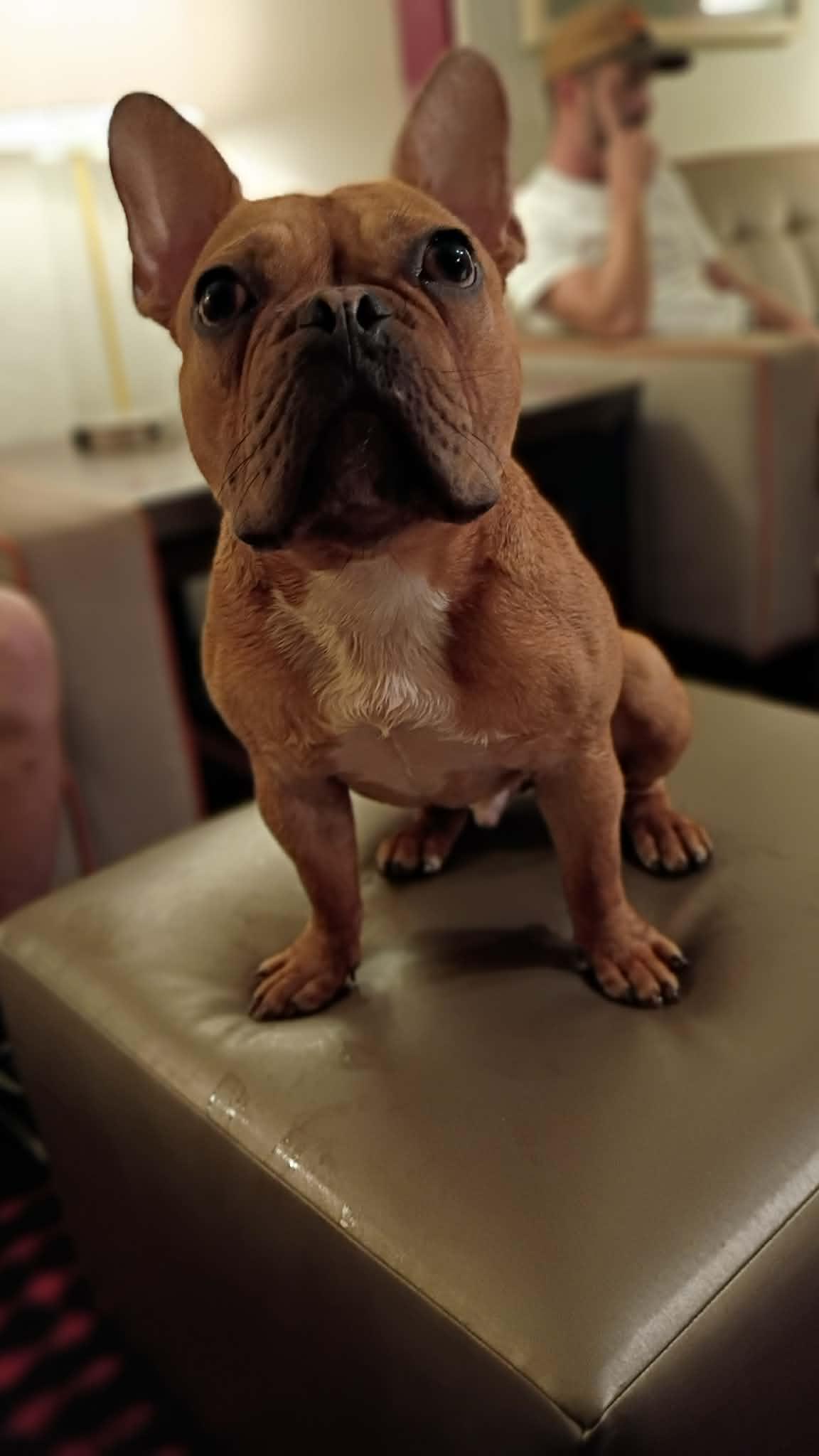 Parker (FKA Leroy), adoptable, Young Male French Bulldog & English Bulldog.