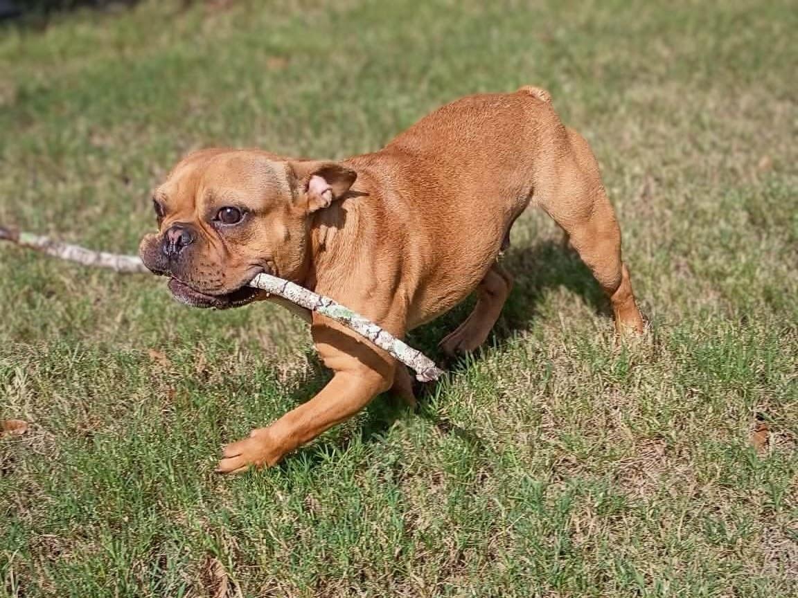 Enlarge Parker (FKA Leroy), an adoptable mixed breed in Orlando, FL image 3/6