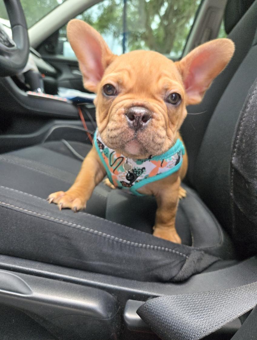 Enlarge Parker (FKA Leroy), an adoptable mixed breed in Orlando, FL image 4/6