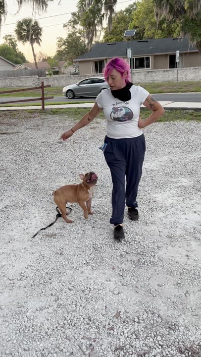 Enlarge Parker (FKA Leroy), an adoptable mixed breed in Orlando, FL video 6/6