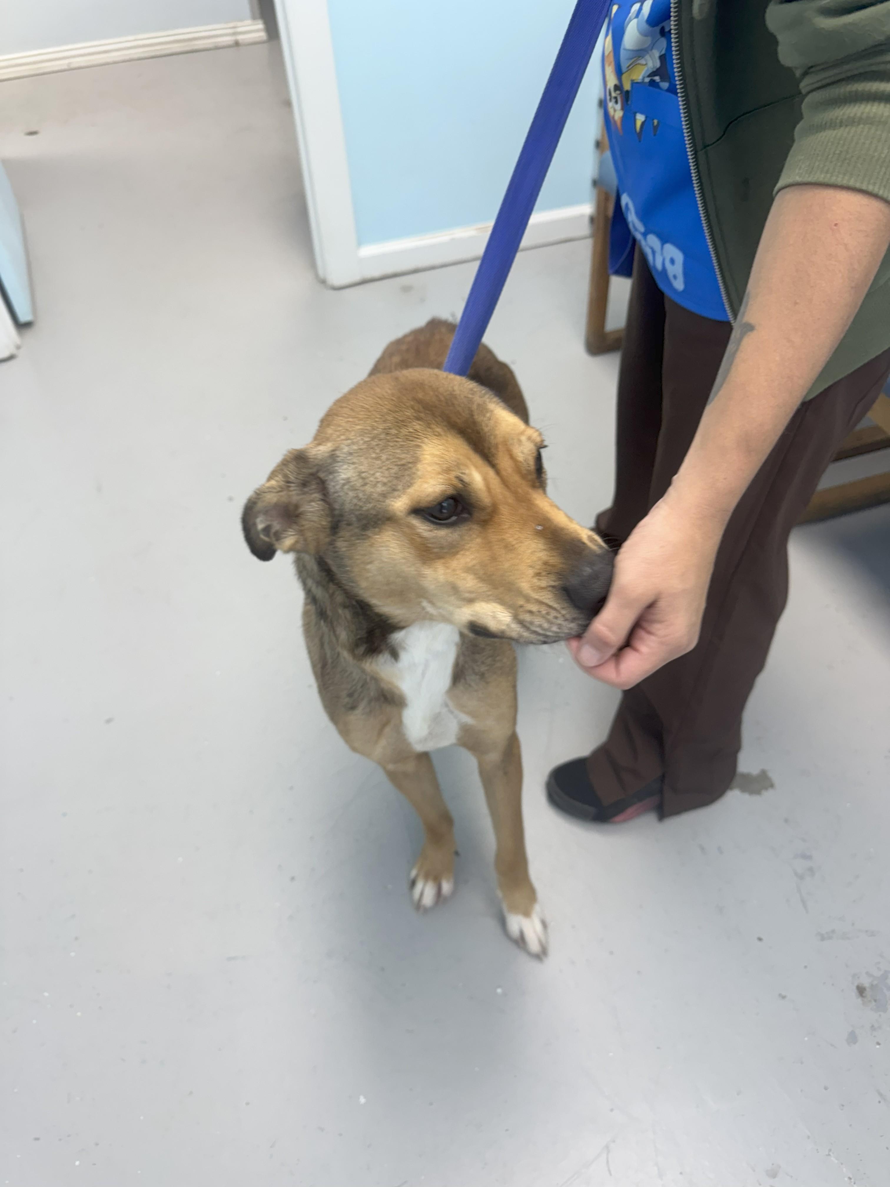 Sable, a Adoptable mixed breed in Okmulgee, OK image 3/5