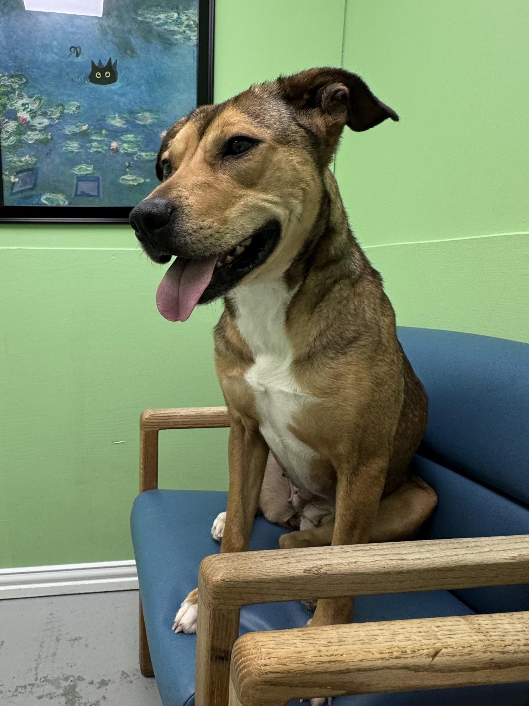 Sable, a Adoptable mixed breed in Okmulgee, OK image 4/5