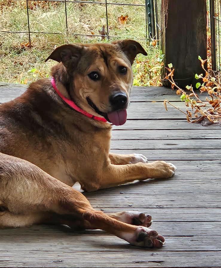 Sable, Adoptable, Adult Female Labrador Retriever.
