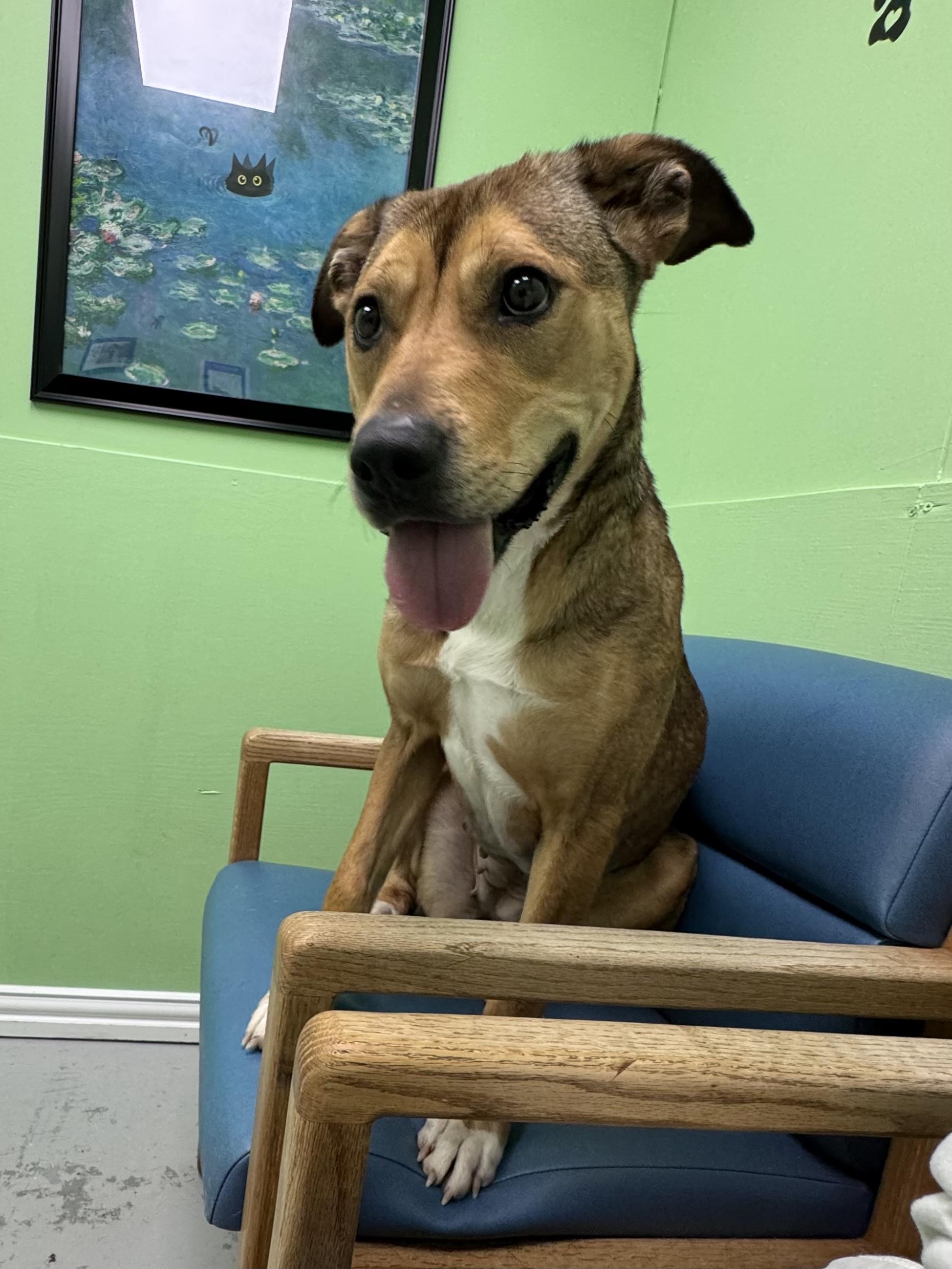 Sable, a Adoptable mixed breed in Okmulgee, OK image 2/5