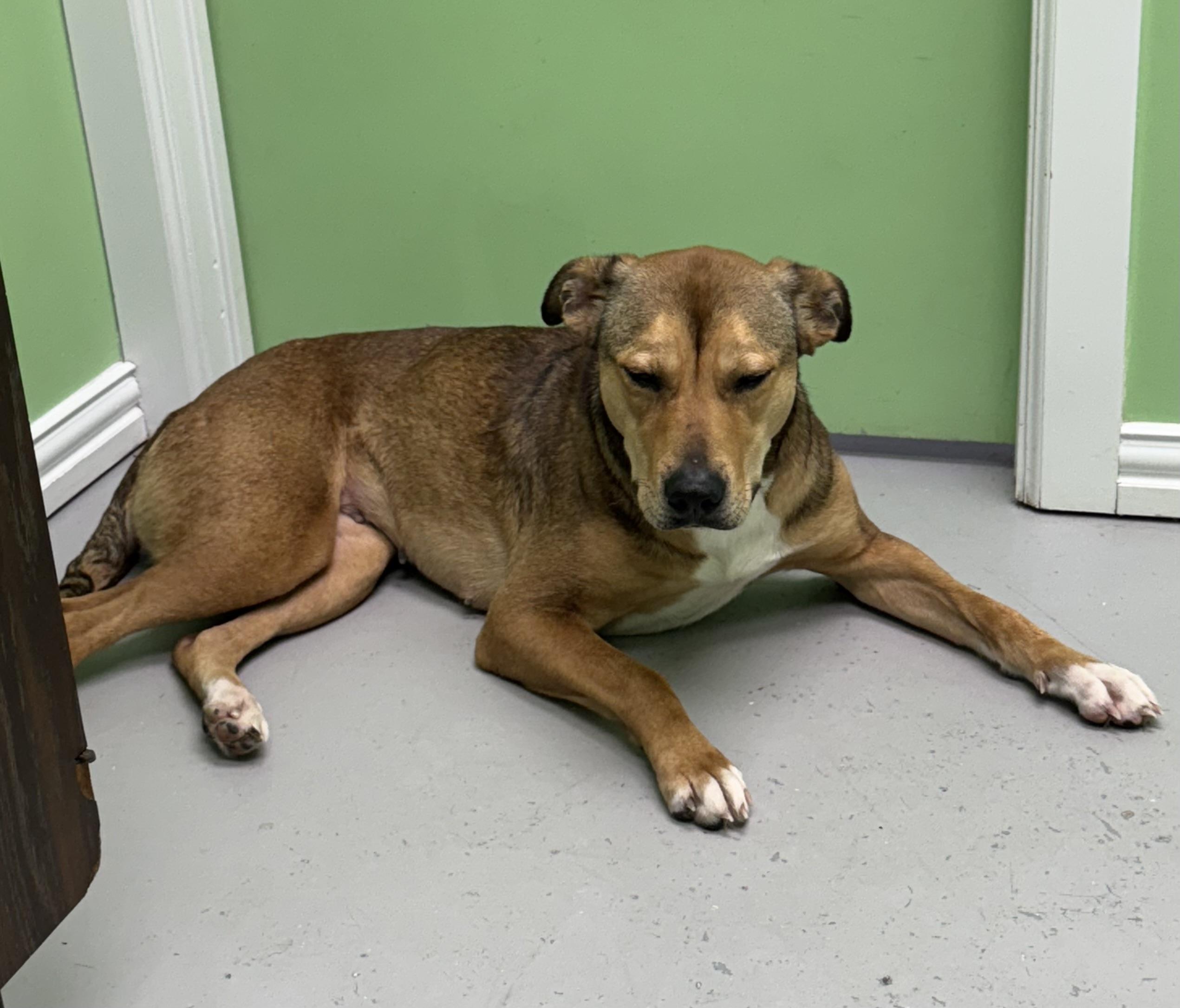 Sable, a Adoptable mixed breed in Okmulgee, OK image 5/5