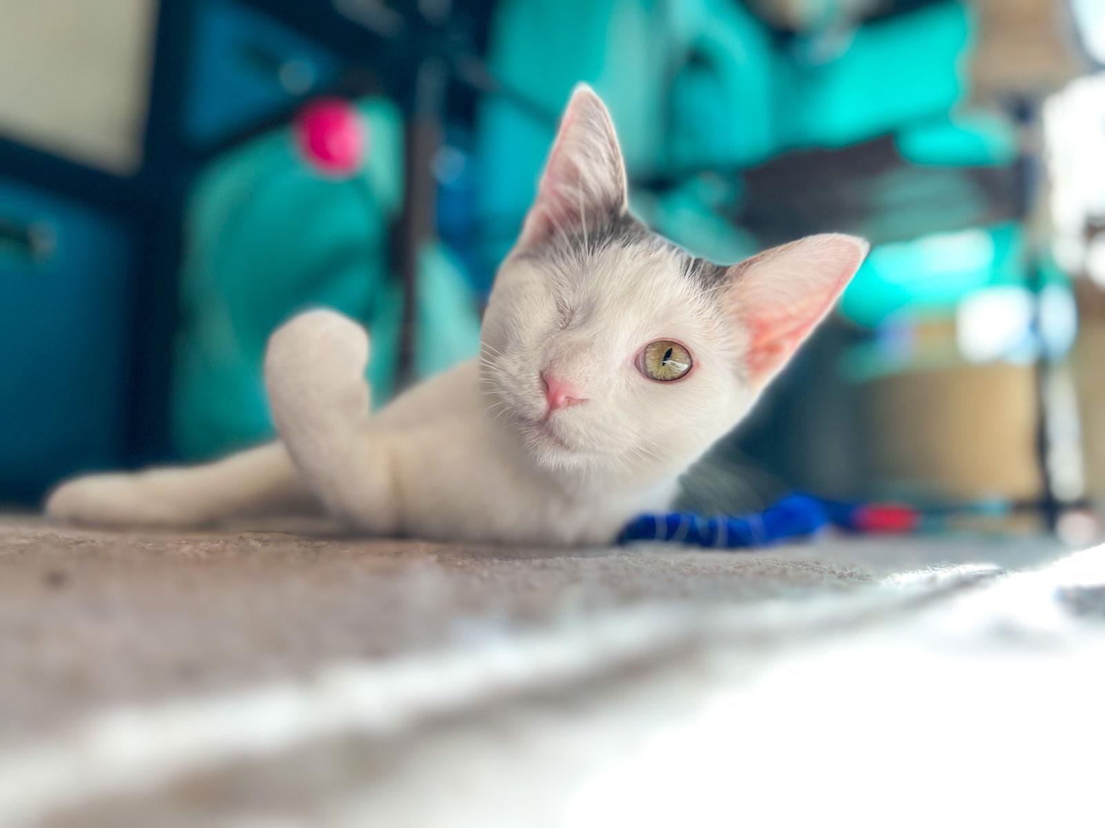 @PetSmart Lasagna, Adopted, Kitten Female Calico.