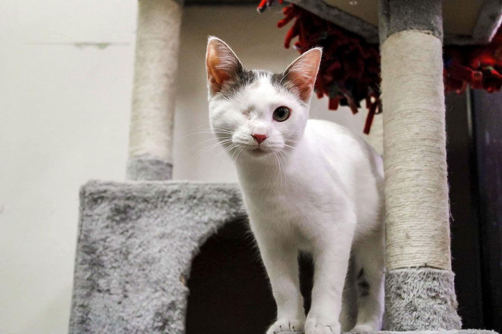 @PetSmart Lasagna, a Adopted Calico in Montello, WI image 2/3