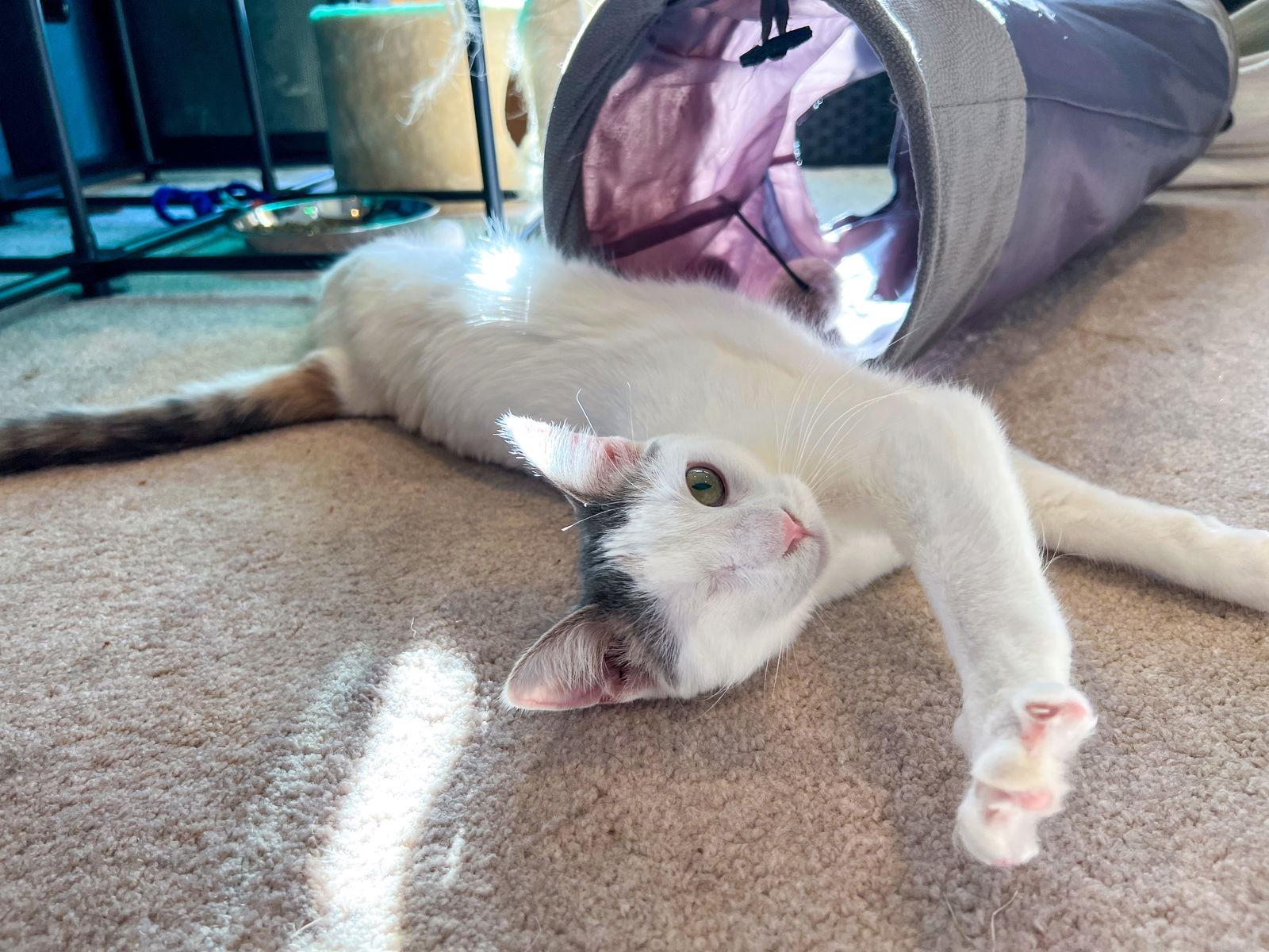 @PetSmart Lasagna, a Adopted Calico in Montello, WI image 3/3