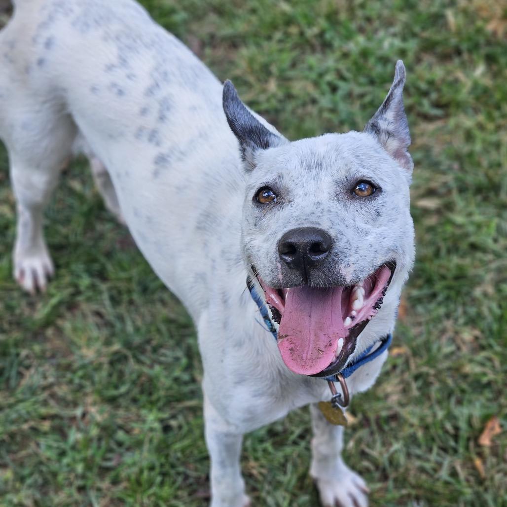 Posty, Adoptable, Young Male Mixed Breed.