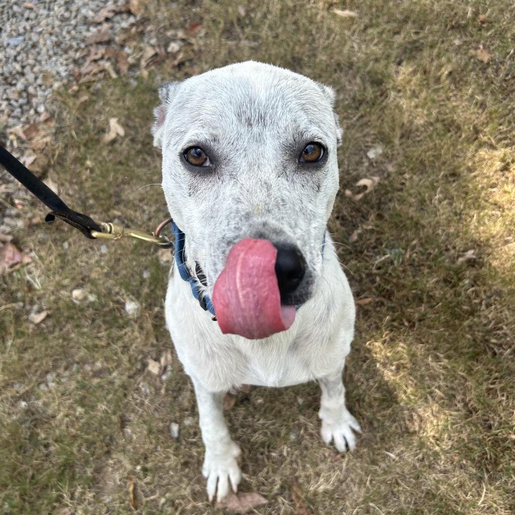 Posty, a Adoptable Mixed Breed in Auburn, AL image 3/6