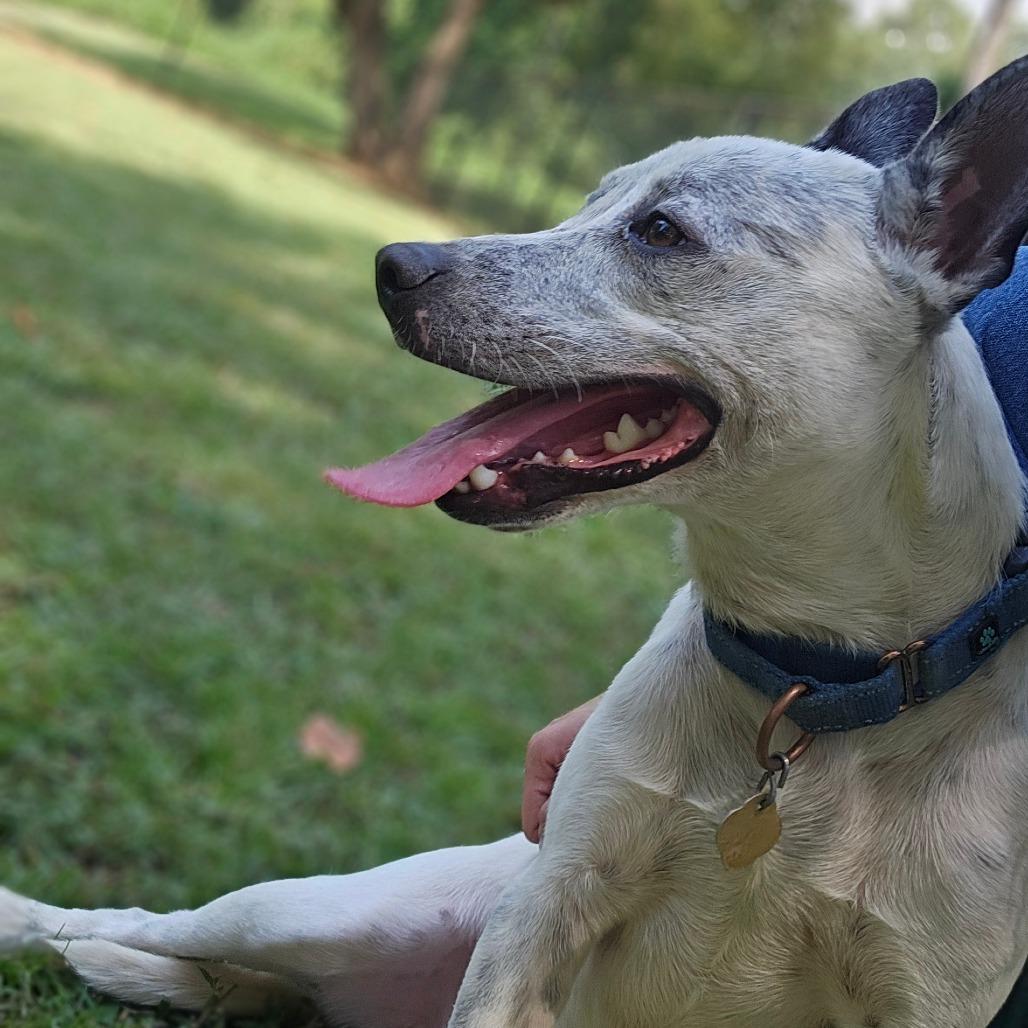 Posty, a Adoptable Mixed Breed in Auburn, AL image 5/6