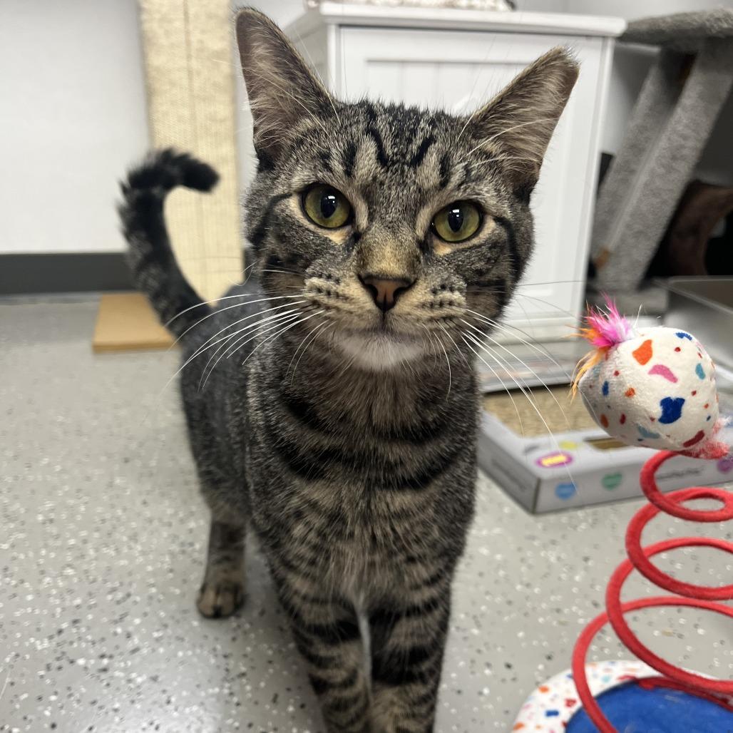 Enlarge Valor, a Adoptable mixed breed in La Grange, KY image 1/4