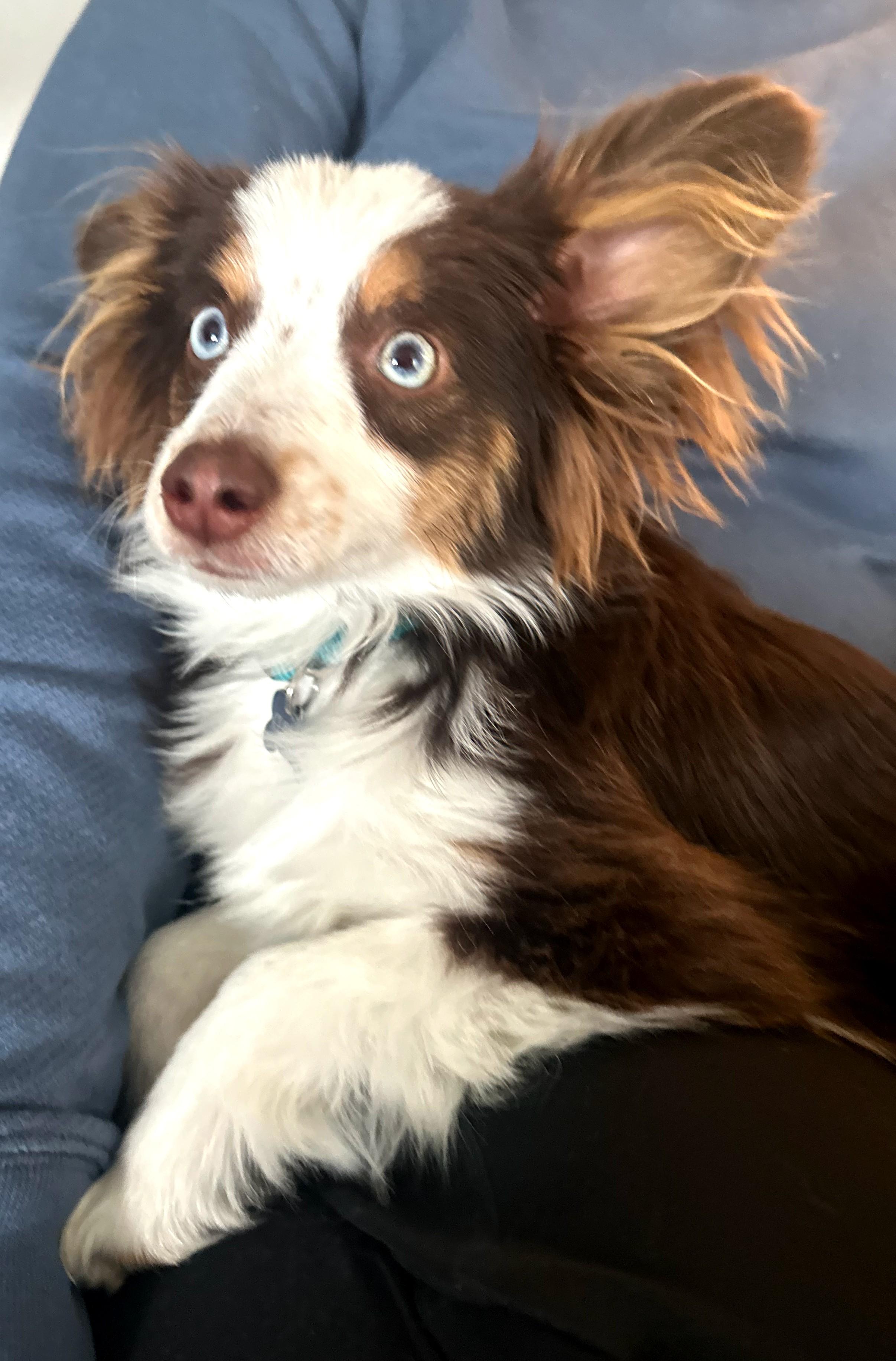 Clifford, Adopted, Young Male Australian Cattle Dog / Blue Heeler.