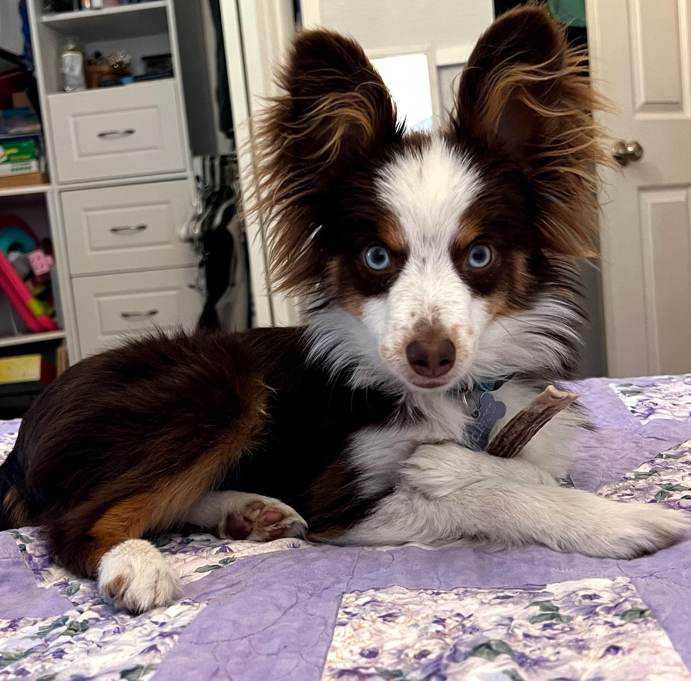 Clifford, a Adopted Australian Cattle Dog / Blue Heeler in Anchorage, AK image 2/2