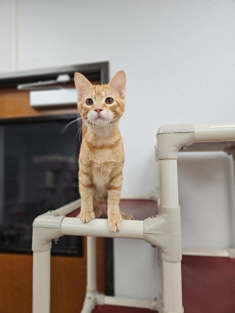 Tipper, Adoptable, Kitten Male Domestic Short Hair.