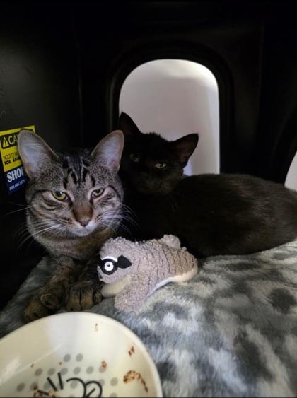 Turkey, a Adoptable Domestic Short Hair in Shawano, WI image 1/3