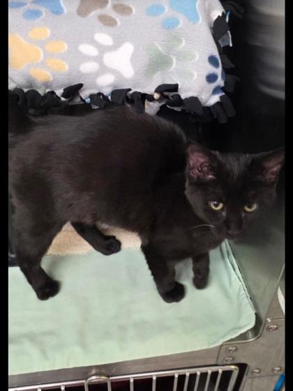 Turkey, a Adoptable Domestic Short Hair in Shawano, WI image 2/3