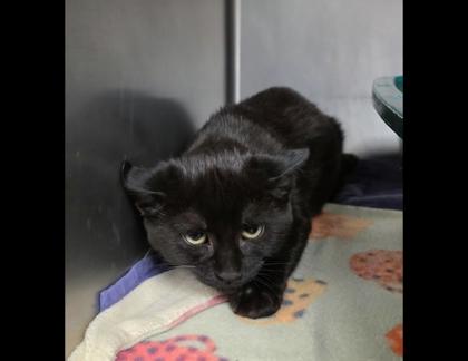 Turkey, a Adoptable Domestic Short Hair in Shawano, WI image 3/3