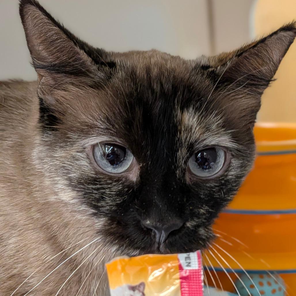 Enlarge Abby, a Adoptable mixed breed in Cheyenne, WY image 1/6