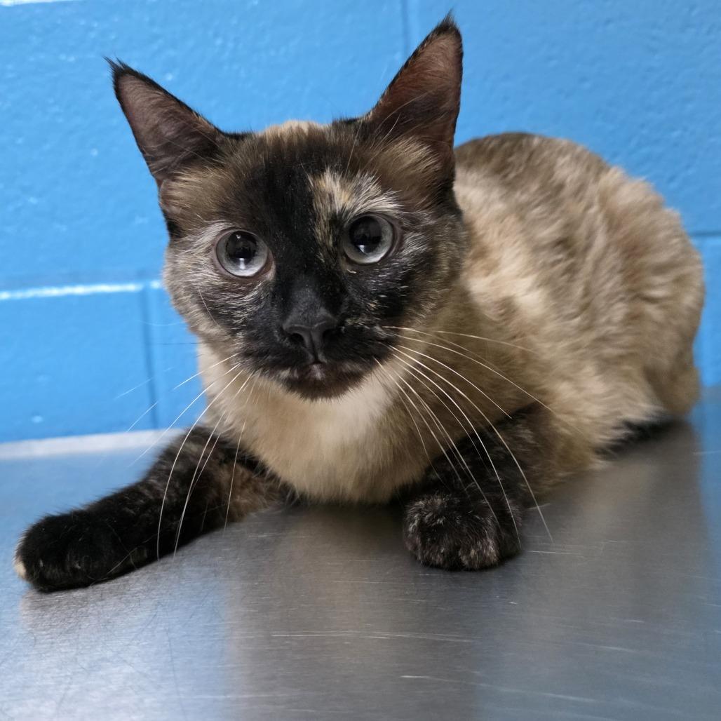 Enlarge Abby, a Adoptable mixed breed in Cheyenne, WY image 2/6