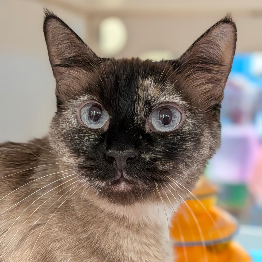 Enlarge Abby, a Adoptable mixed breed in Cheyenne, WY image 3/6