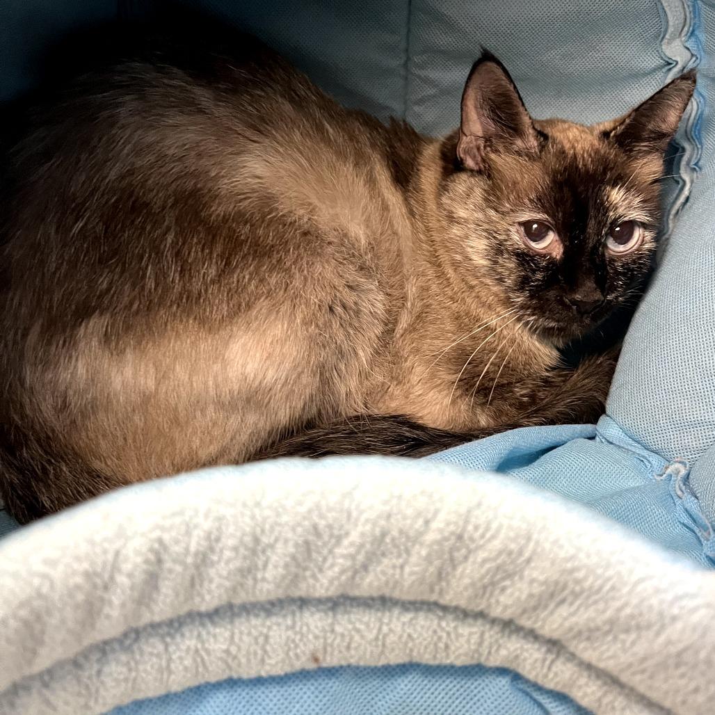 Enlarge Abby, a Adoptable mixed breed in Cheyenne, WY image 4/6