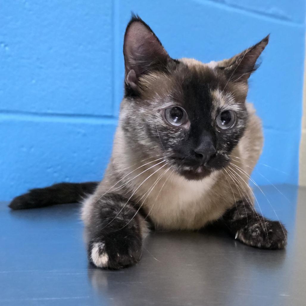 Enlarge Abby, a Adoptable mixed breed in Cheyenne, WY image 5/6