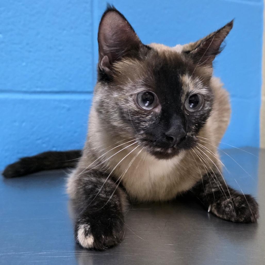 Enlarge Abby, a Adoptable mixed breed in Cheyenne, WY image 6/6