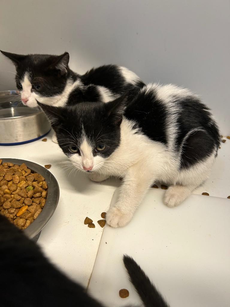 Cayenne, Adoptable, Kitten Female Domestic Short Hair.