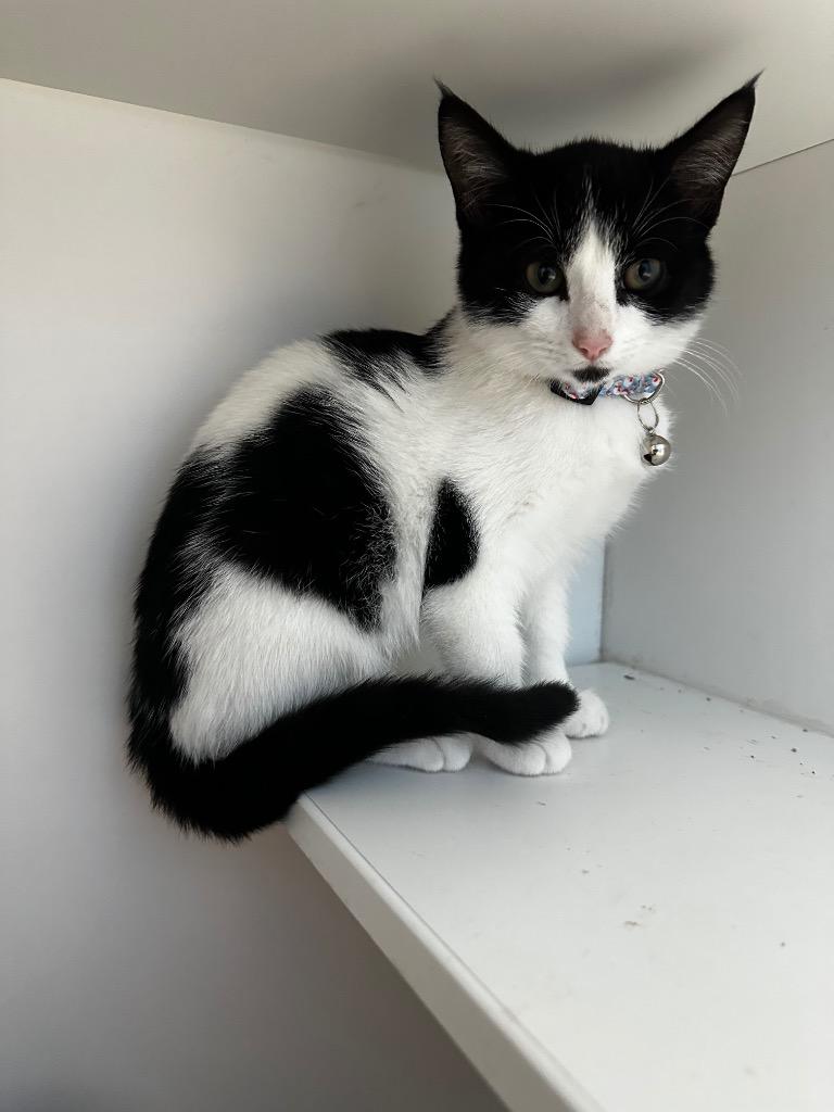 Enlarge Cayenne, a Adoptable mixed breed in Newcastle, OK image 2/2