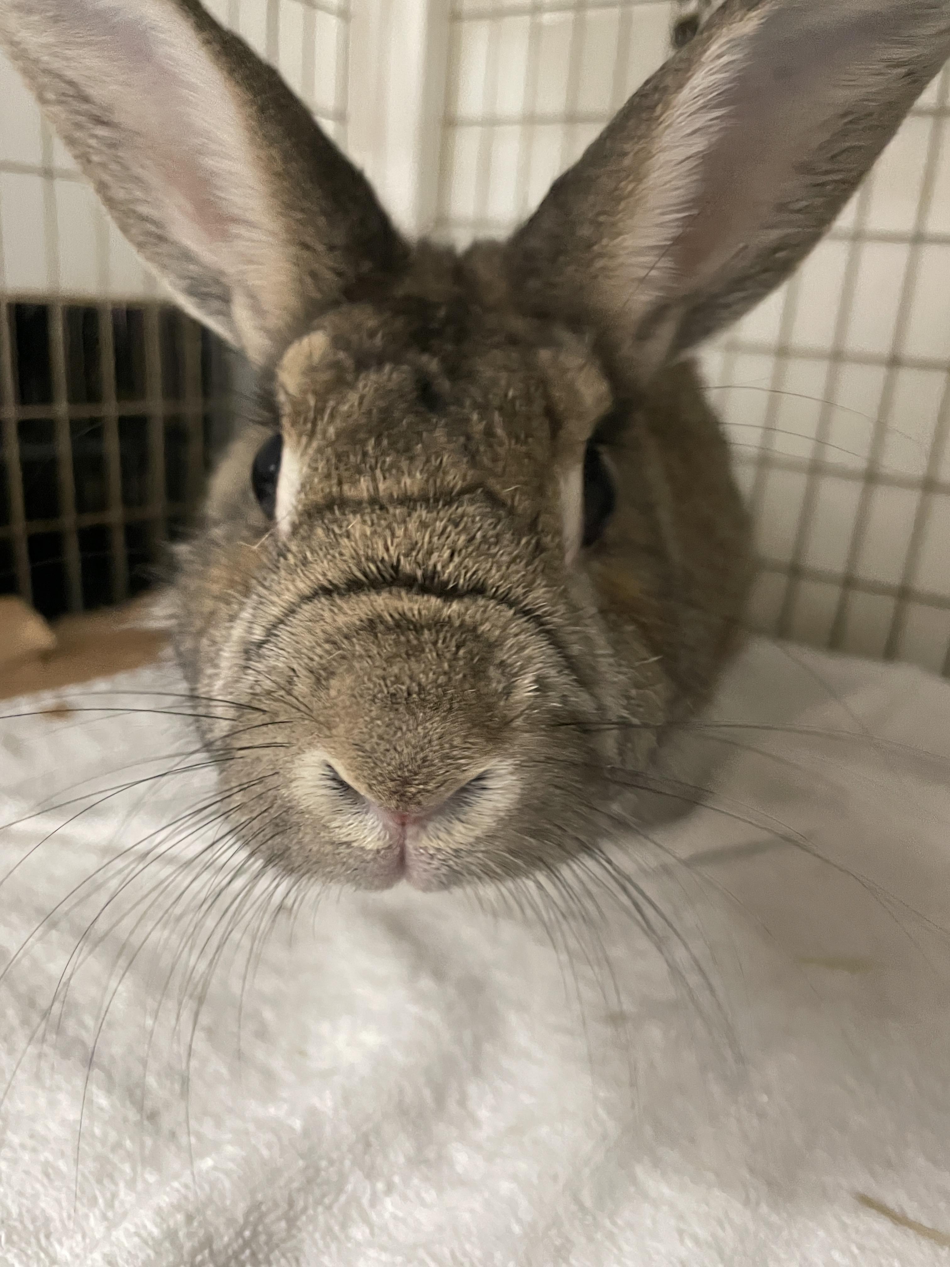 Enlarge Stuart, an adopted Bunny Rabbit in Long Beach, CA image 3/3