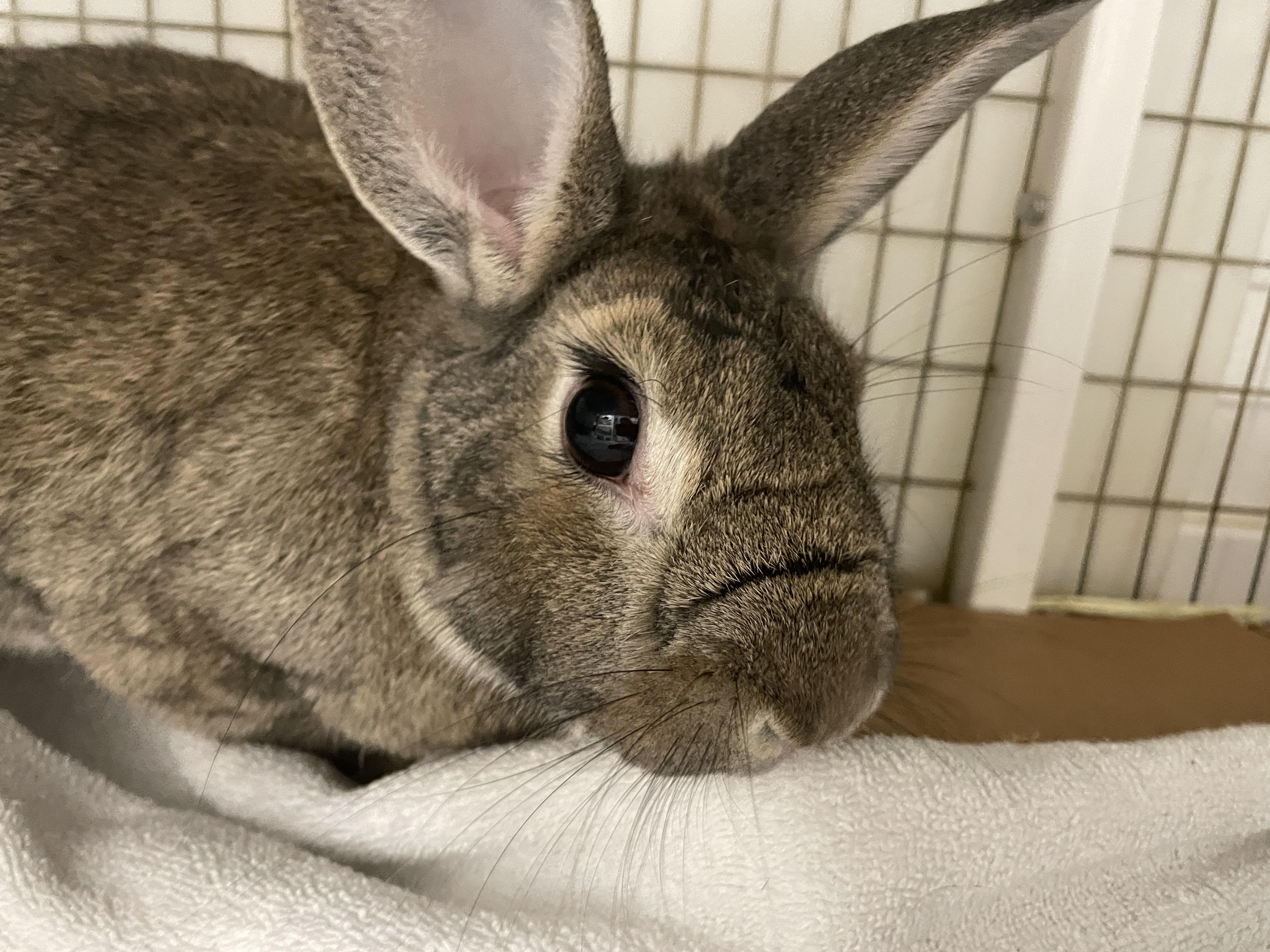 Enlarge Stuart, an adopted Bunny Rabbit in Long Beach, CA image 2/3