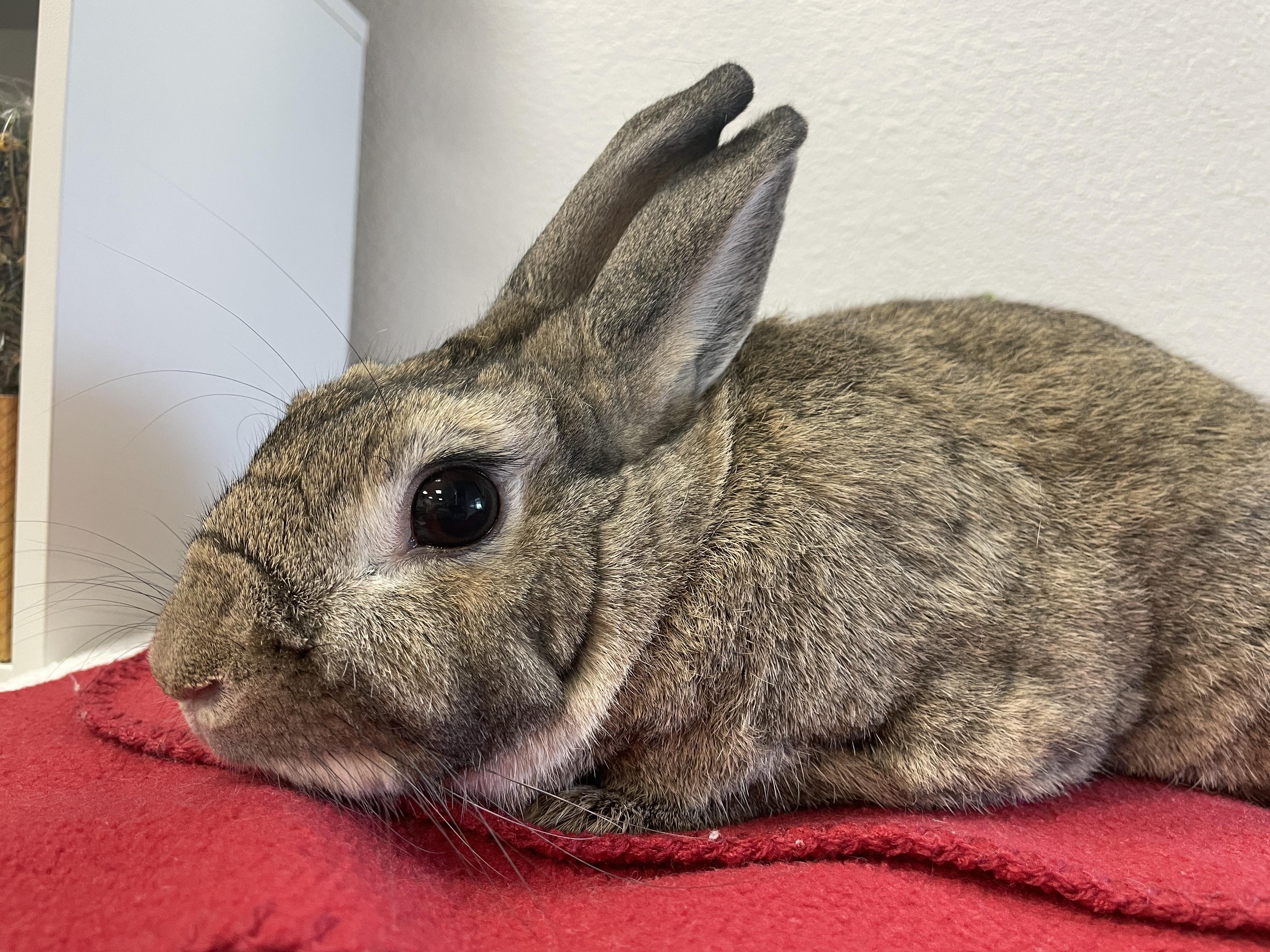Enlarge Stuart, an adopted Bunny Rabbit in Long Beach, CA image 1/3