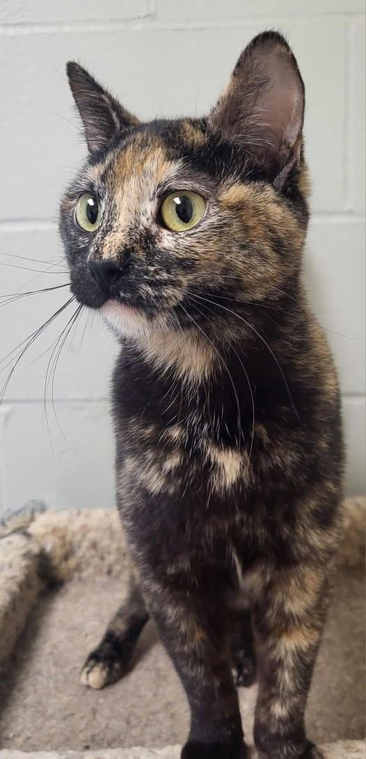 Isobel, adopted, Young Female Domestic Short Hair.