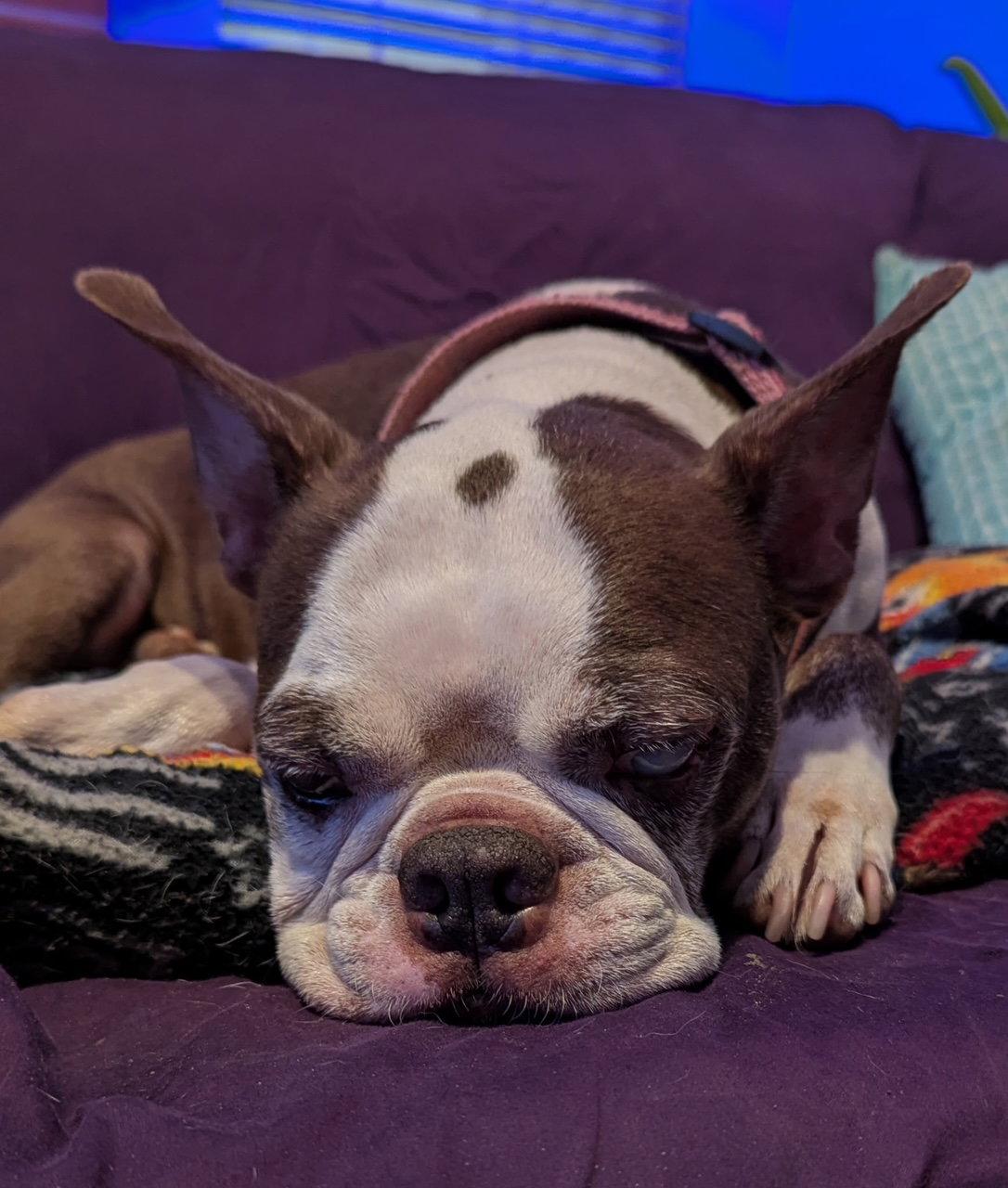 Enlarge Dallas, a Adoptable Boston Terrier in Gainesville, TX image 2/2