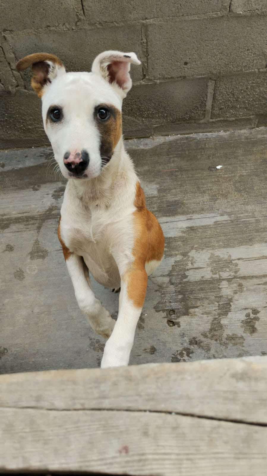 Amber, Young Female Pit Bull Terrier