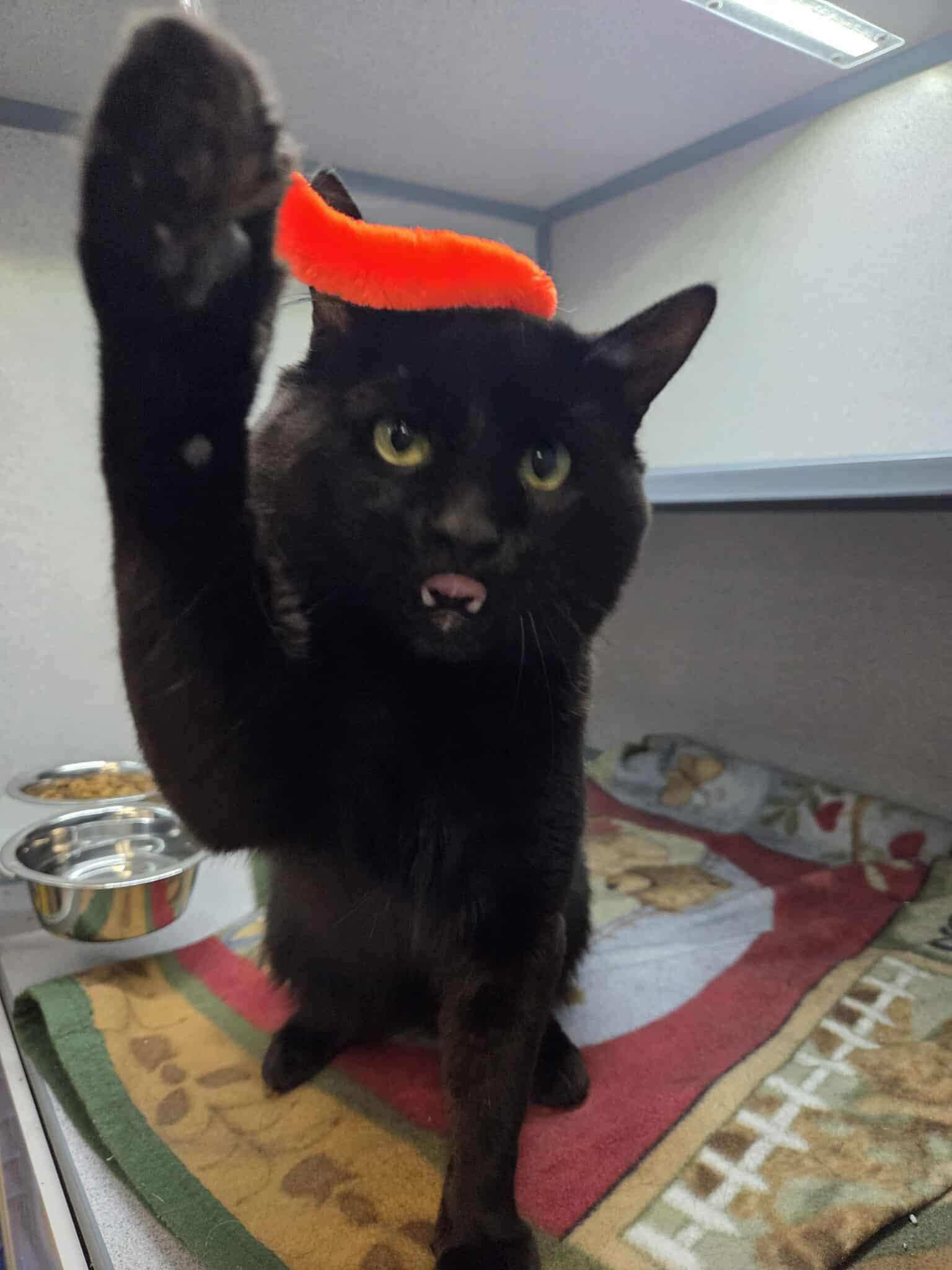 Enlarge Moonpie, a Adoptable mixed breed in Canon City, CO image 1/1