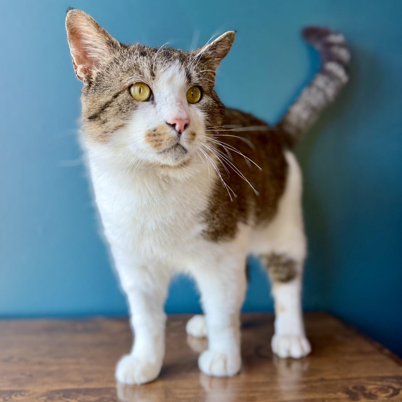 Chip, an adoptable Domestic Short Hair in North Logan, UT, 84341 | Photo Image 1
