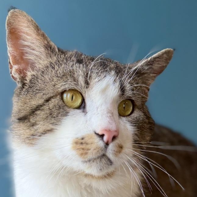Chip, an adoptable Domestic Short Hair in North Logan, UT, 84341 | Photo Image 4
