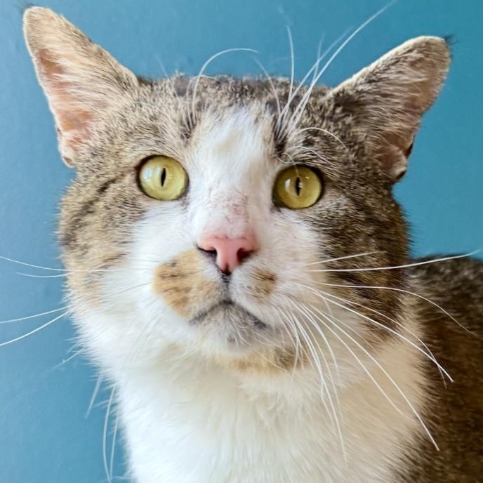 Chip, an adoptable Domestic Short Hair in North Logan, UT, 84341 | Photo Image 2