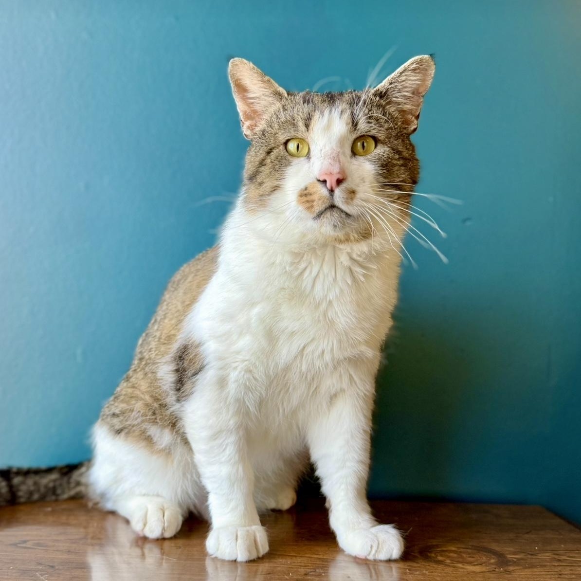 Chip, an adoptable Domestic Short Hair in North Logan, UT, 84341 | Photo Image 3